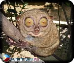 Fülöp Tarsier, Tarsius syrichta, sirihta, Fülöp tarsier, Tarsier, maomag legtöbb