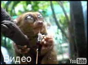 Tarsier filipinez, Tarsius syrichta, sirihta, Tarsier Philippine, Tarsier, maomag, cele mai multe