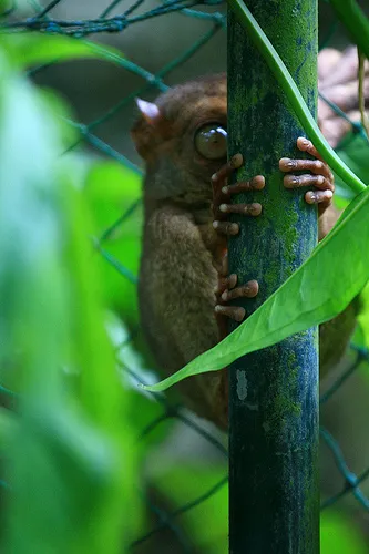 Tarsier - o creatură mică de ordinul primatelor