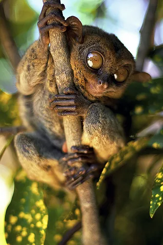 Tarsier - o creatură mică de ordinul primatelor