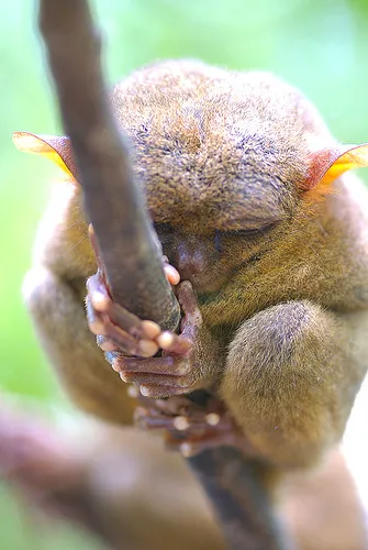 Tarsier - o creatură mică de ordinul primatelor