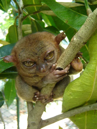 Tarsier - o creatură mică de ordinul primatelor