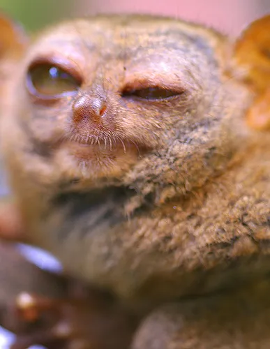 Tarsier - o creatură mică de ordinul primatelor