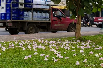 Atracții Chiang Mai, care văd afișări