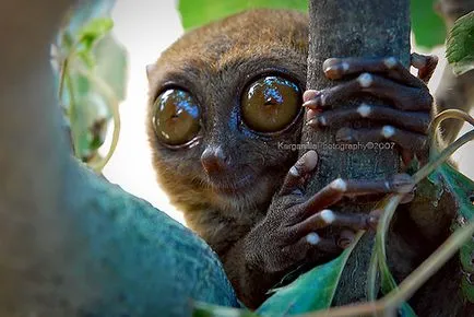 Tarsier - o creatură mică de ordinul primatelor