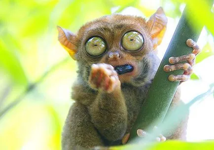 Tarsier - o creatură mică de ordinul primatelor