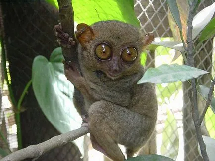 Tarsier - o creatură mică de ordinul primatelor