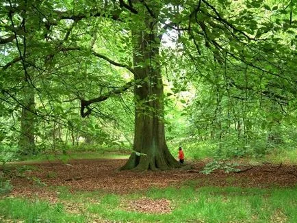 Larchwood свойства, характеристики и цвят (снимка)