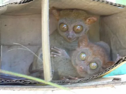 Tarsier - egy kis lény nagyságrendű főemlősök