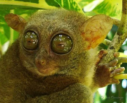 Tarsier - o creatură mică de ordinul primatelor