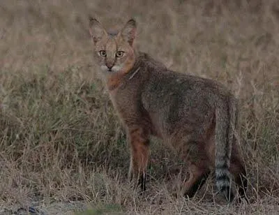 animale de companie exotice pisica pisica jungla