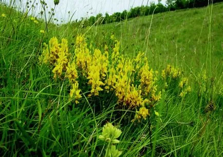 Gorse - cultivare, propagare, de plantare și îngrijire