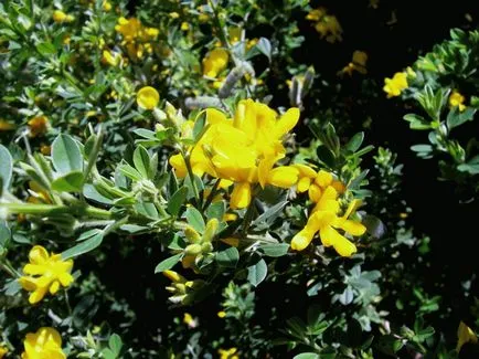 Gorse - cultivare, propagare, de plantare și îngrijire