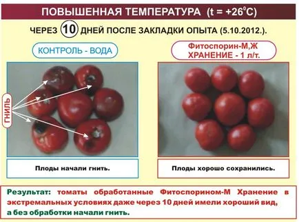 Fitosporin használati utasítást a paradicsomot és vélemények kertészek