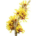 Hamamelis в козметологията