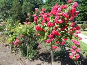 rozarii foto la cabana lor de vară