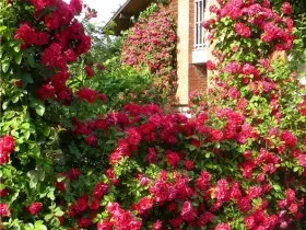 rozarii foto la cabana lor de vară