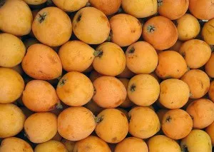 Loquat плодове полезни свойства и противопоказания