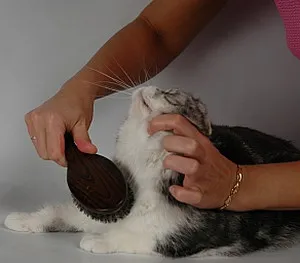 Foto, natura și opisnaie rasa cu parul lung Scottish Fold Fold