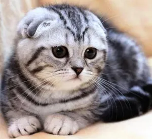 Foto, natura și opisnaie rasa cu parul lung Scottish Fold Fold