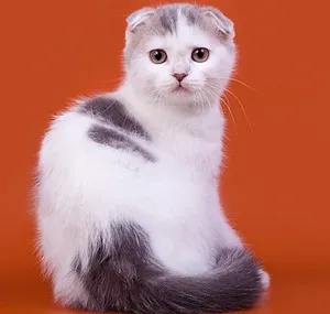 Foto, natura și opisnaie rasa cu parul lung Scottish Fold Fold