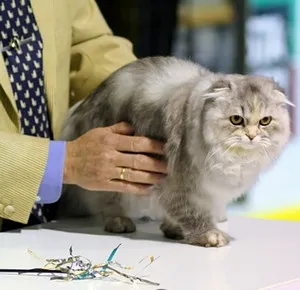 Foto, natura și opisnaie rasa cu parul lung Scottish Fold Fold