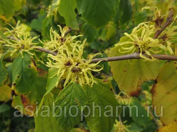 Hamamelis Virginiana - хамамелис Virginiana