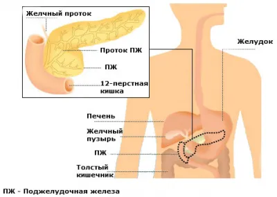 Функции и място на панкреаса