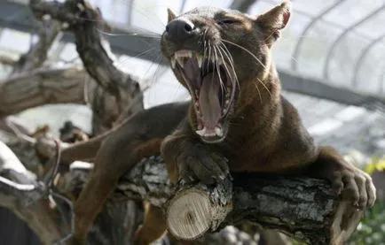 Fossa (animale) o descriere, fotografii, viața în sălbăticie