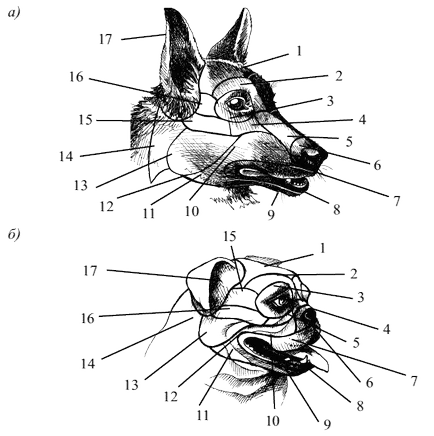Forma capului câinelui și regiunea - câini dentare