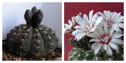 Gymnocalycium, népszerű hazai fajok fotók