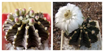 Gymnocalycium, népszerű hazai fajok fotók