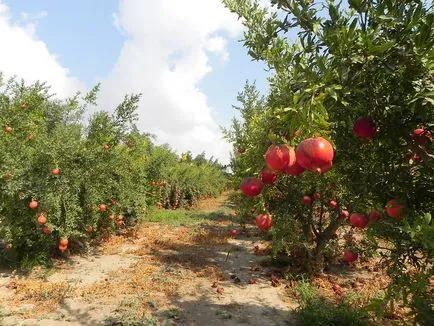 cultivare de rodie, de îngrijire, caracteristici de reproducere