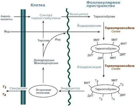 Хормони на щитовидната функция