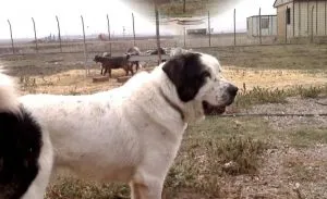 descriere greacă câine ciobănesc rasa, poze cu natura, totul despre câini