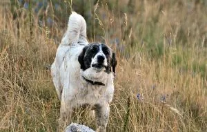 descriere greacă câine ciobănesc rasa, poze cu natura, totul despre câini