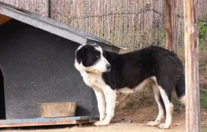 descriere greacă câine ciobănesc rasa, poze cu natura, totul despre câini