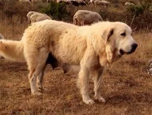 descriere greacă câine ciobănesc rasa, poze cu natura, totul despre câini