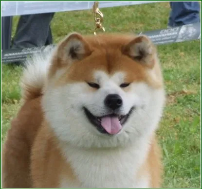 Inu Akita Ideal