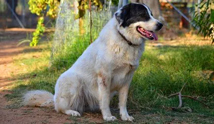 descriere greacă câine ciobănesc rasa, poze cu natura, totul despre câini