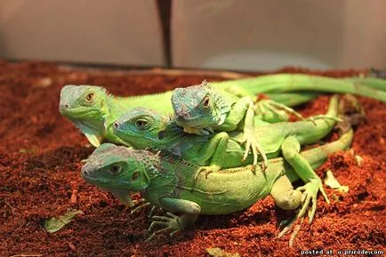 Iguana - Queen gyíkok - 25 fotó - kép - képek természetes világ