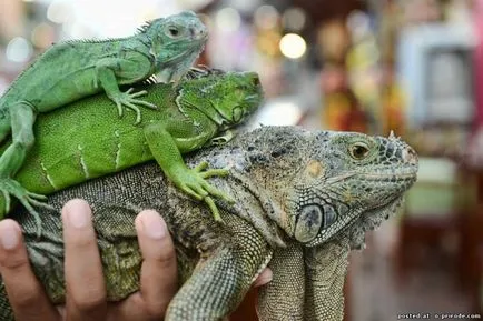 șopârle Queen - - Iguana 25 poze - poze - fotografii lumii naturale