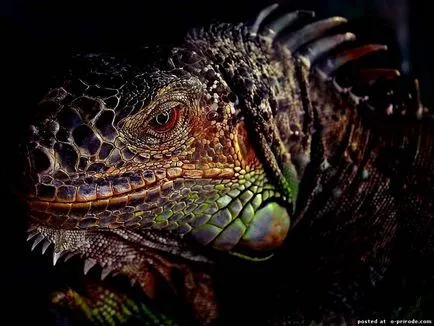 Iguana - Queen gyíkok - 25 fotó - kép - képek természetes világ