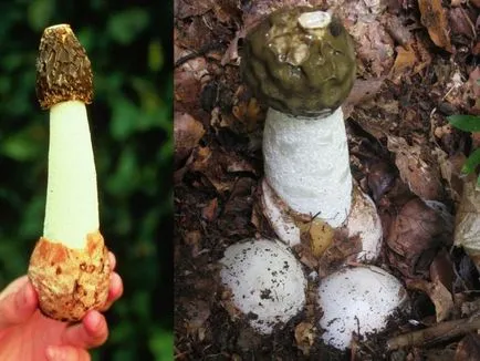 Mushroom Веселка и неговото приложение в медицината