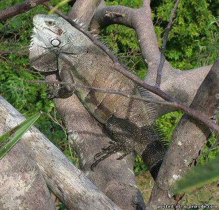 șopârle Queen - - Iguana 25 poze - poze - fotografii lumii naturale