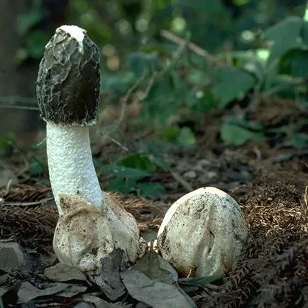 Mushroom Веселка и неговото приложение в медицината