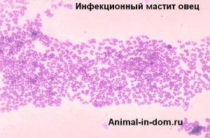 Инфекциозна мастит на овце, лечение на домашни животни