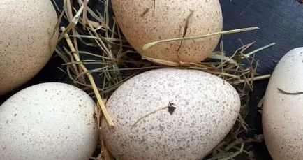 Törökország (hús, máj, a tojás), hasznos tulajdonság és ellenjavallatok