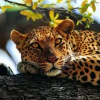 Miért álom egy leopárd