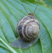 Fotók szalma, keresztöltés - shell Rapan